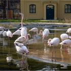 Flamingos im Zoo Vienna