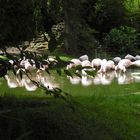 Flamingos im Zoo von Amnéville, Frankreich