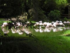 Flamingos im Zoo von Amnéville, Frankreich