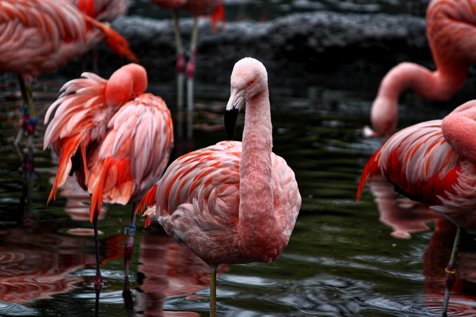 Flamingos im Zoo Zürich