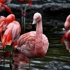 Flamingos im Zoo Zürich