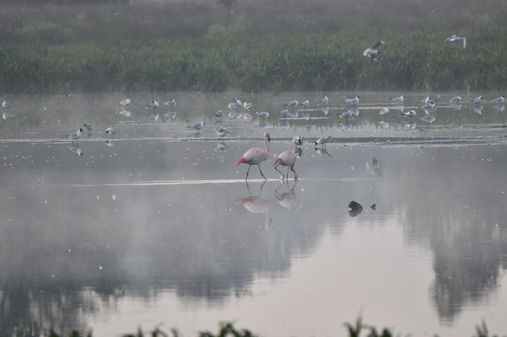 Flamingos im Zwillbrocker Venn