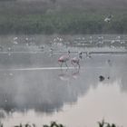 Flamingos im Zwillbrocker Venn