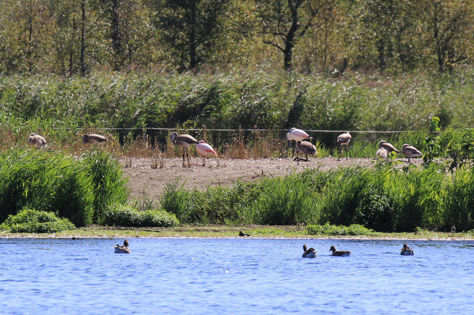 Flamingos im Zwillbrocker Venn