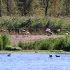 Flamingos im Zwillbrocker Venn