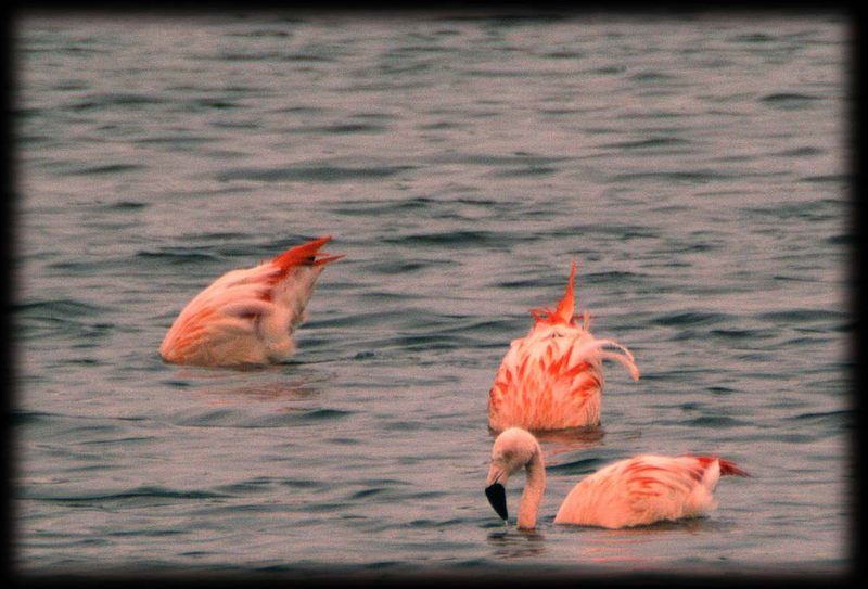 Flamingos im Zwillbrocker Venn