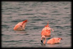 Flamingos im Zwillbrocker Venn