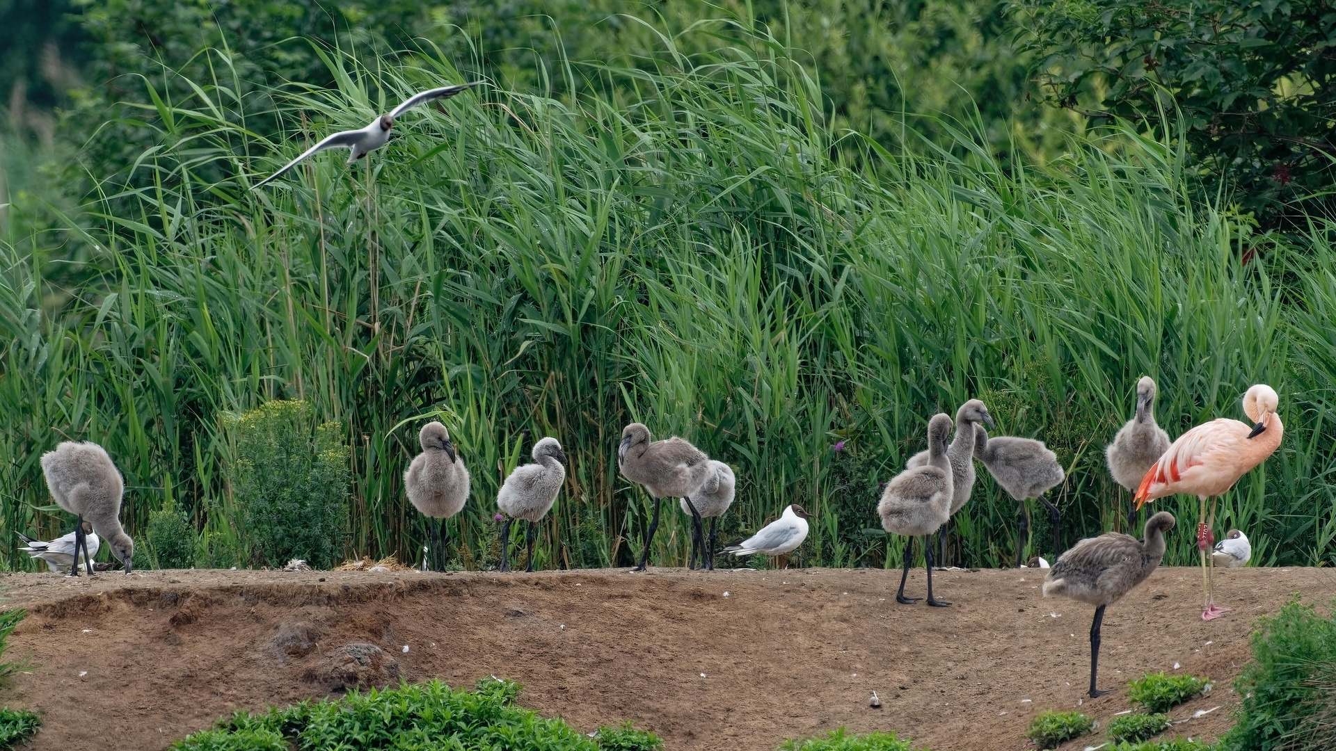 Flamingos im Zwillbrocker Venn Nachwuchs im Juni 23