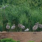 Flamingos im Zwillbrocker Venn Nachwuchs im Juni 23