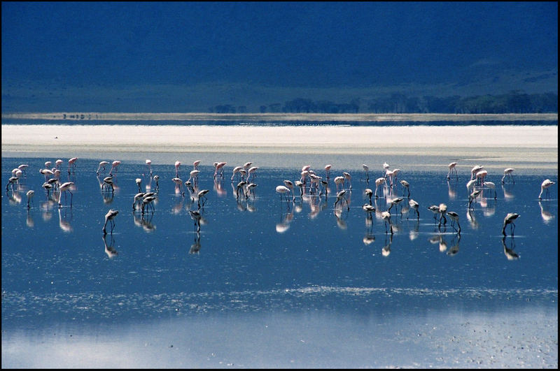 flamingos in a crater