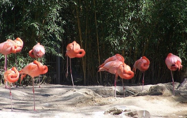 Flamingos in a row...