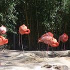 Flamingos in a row...