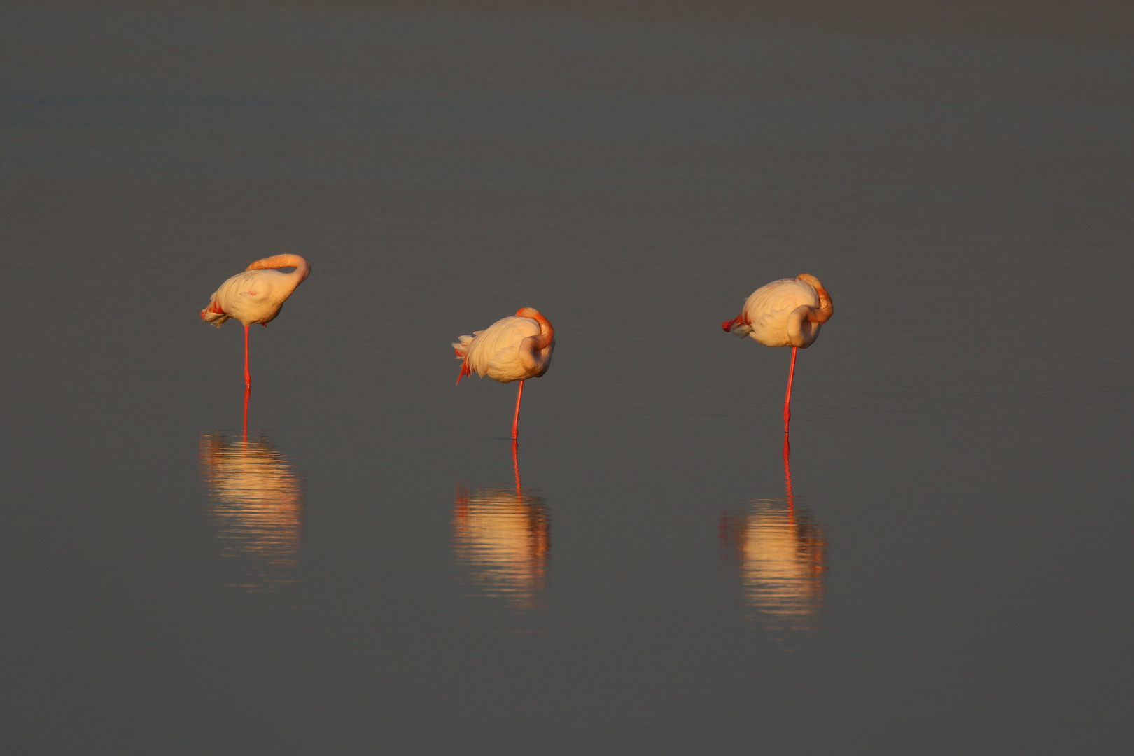 Flamingos in Andalusien