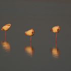 Flamingos in Andalusien