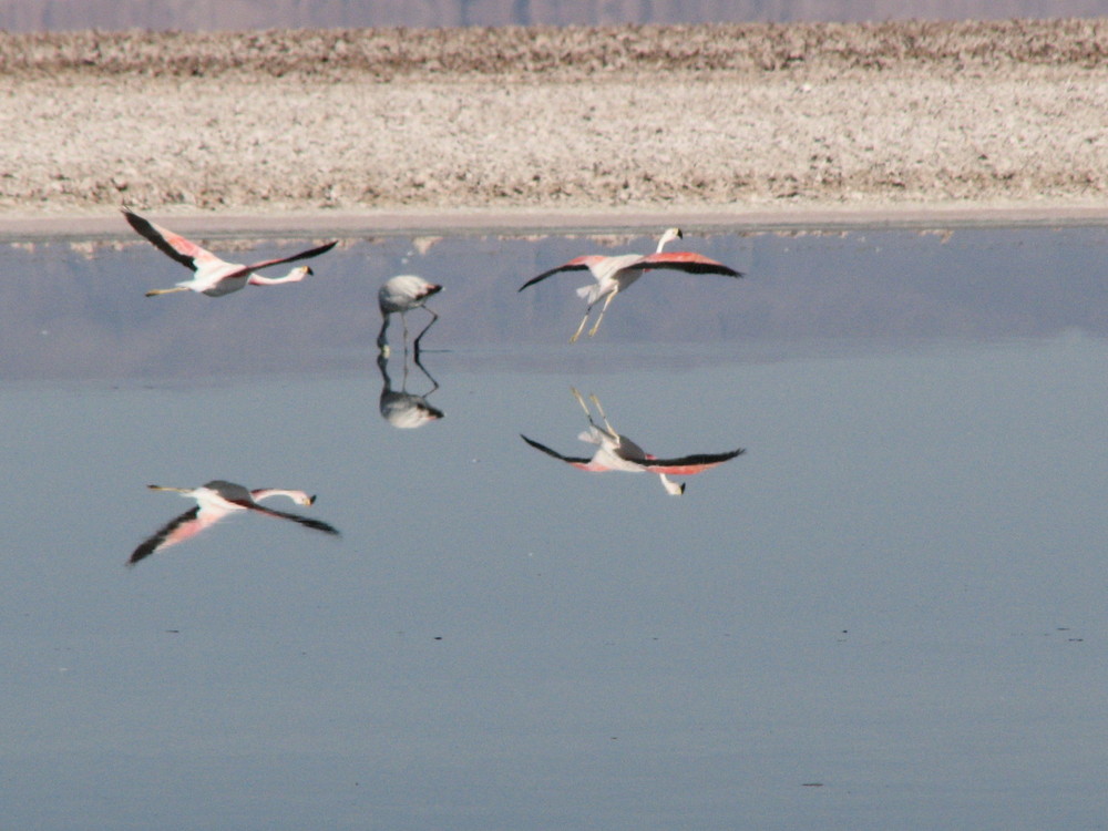 Flamingos in Atacama Desert, Chile