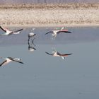 Flamingos in Atacama Desert, Chile