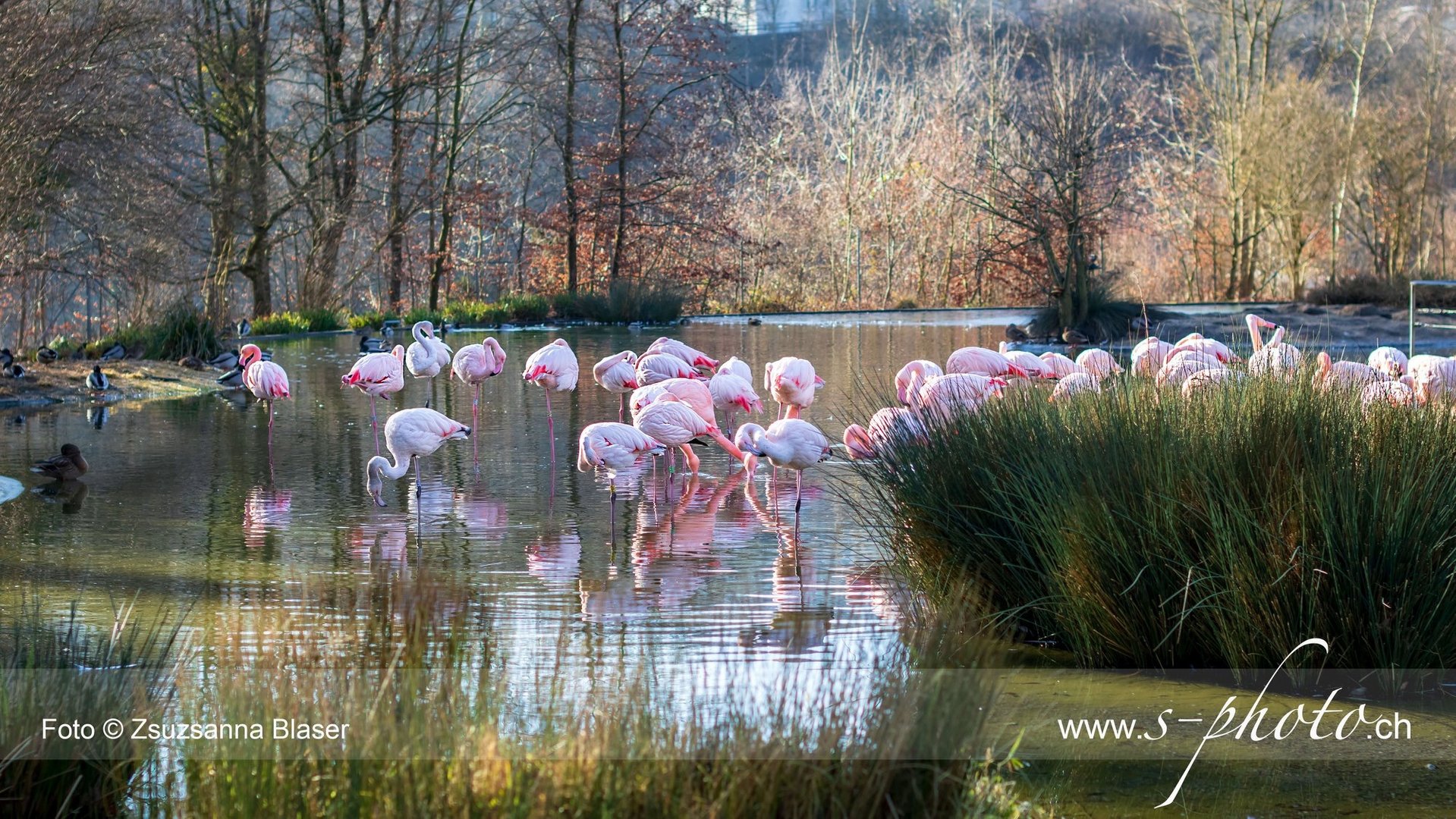 Flamingos in Bern