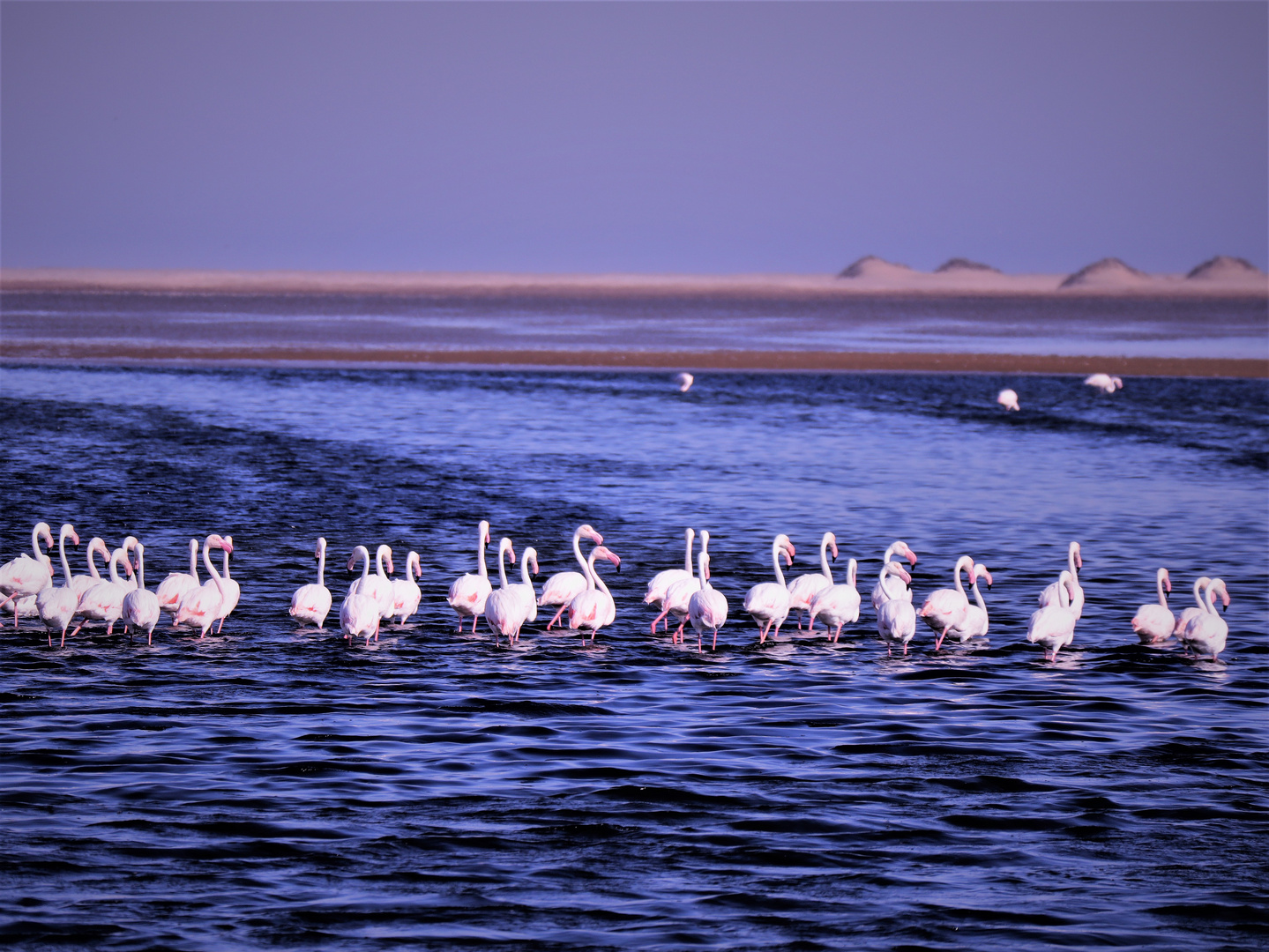 Flamingos in Blau...