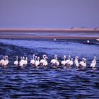 Flamingos in Blau...