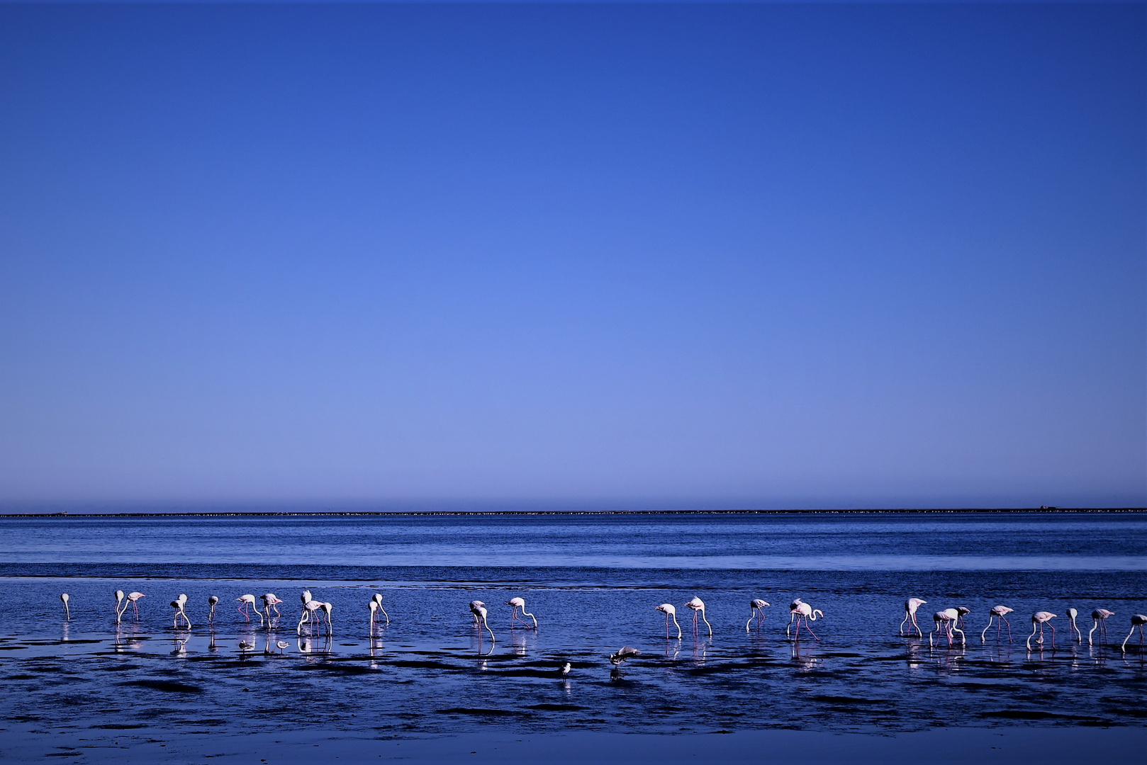 Flamingos in Blue