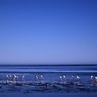 Flamingos in Blue