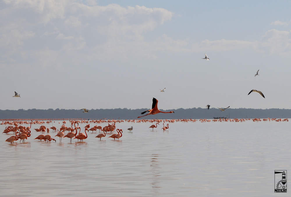 Flamingos in Celestún Mexiko