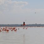 Flamingos in Celestún Mexiko