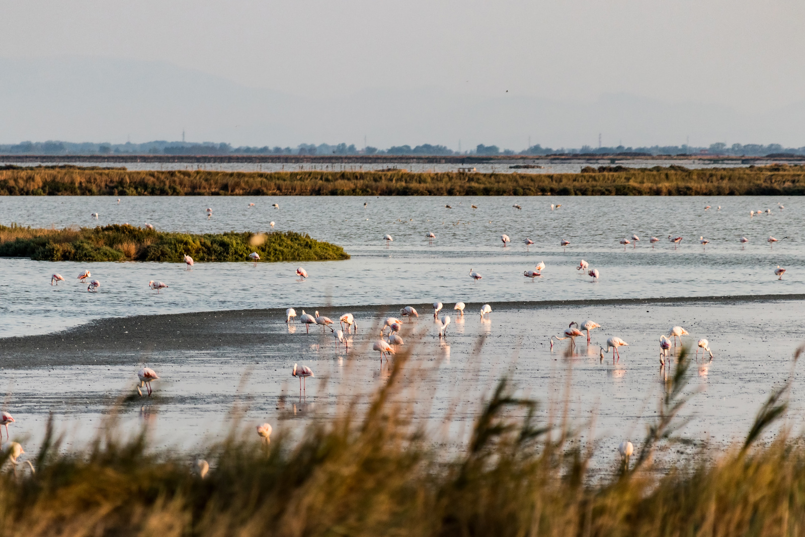 Flamingos in Commacchio