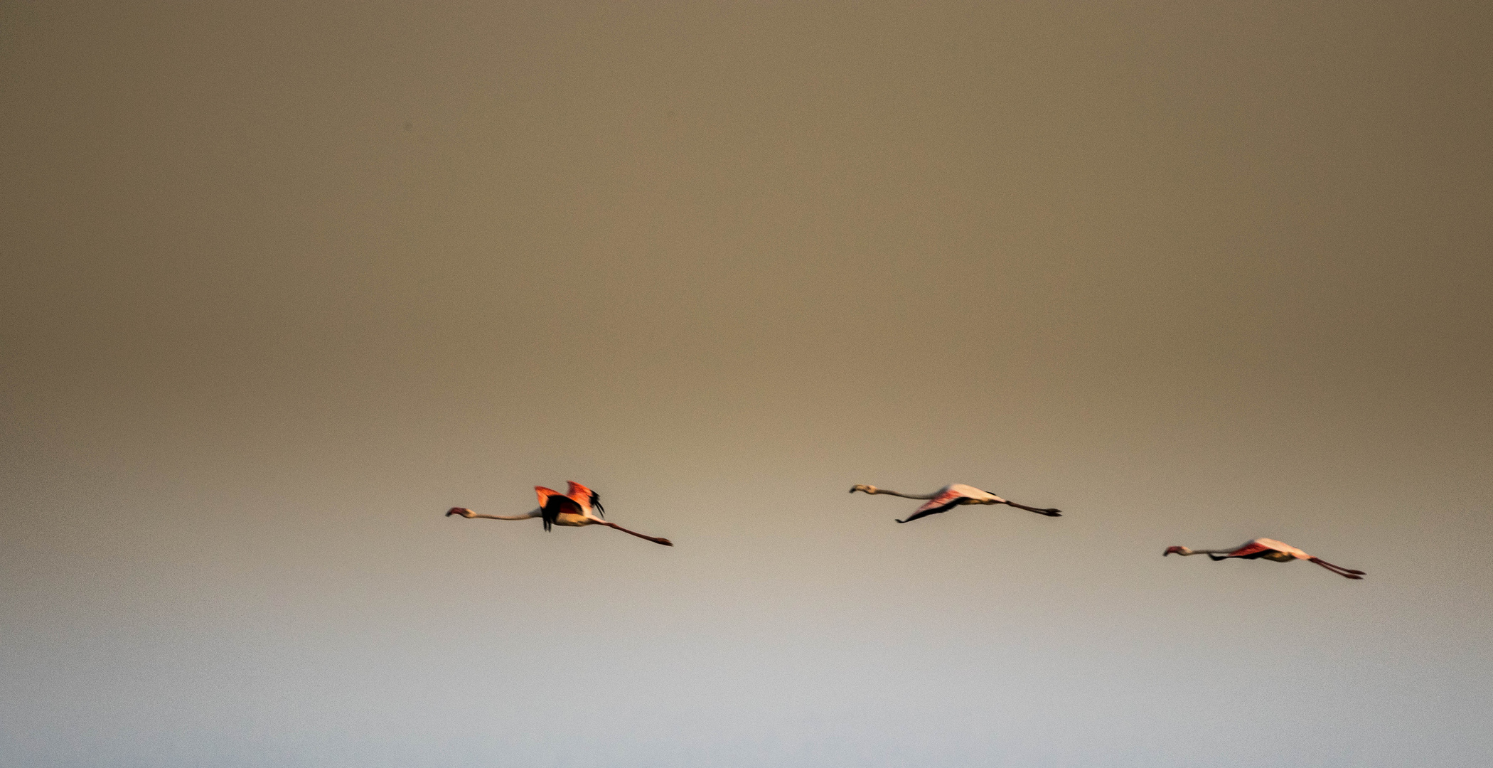 Flamingos in Commacchio 