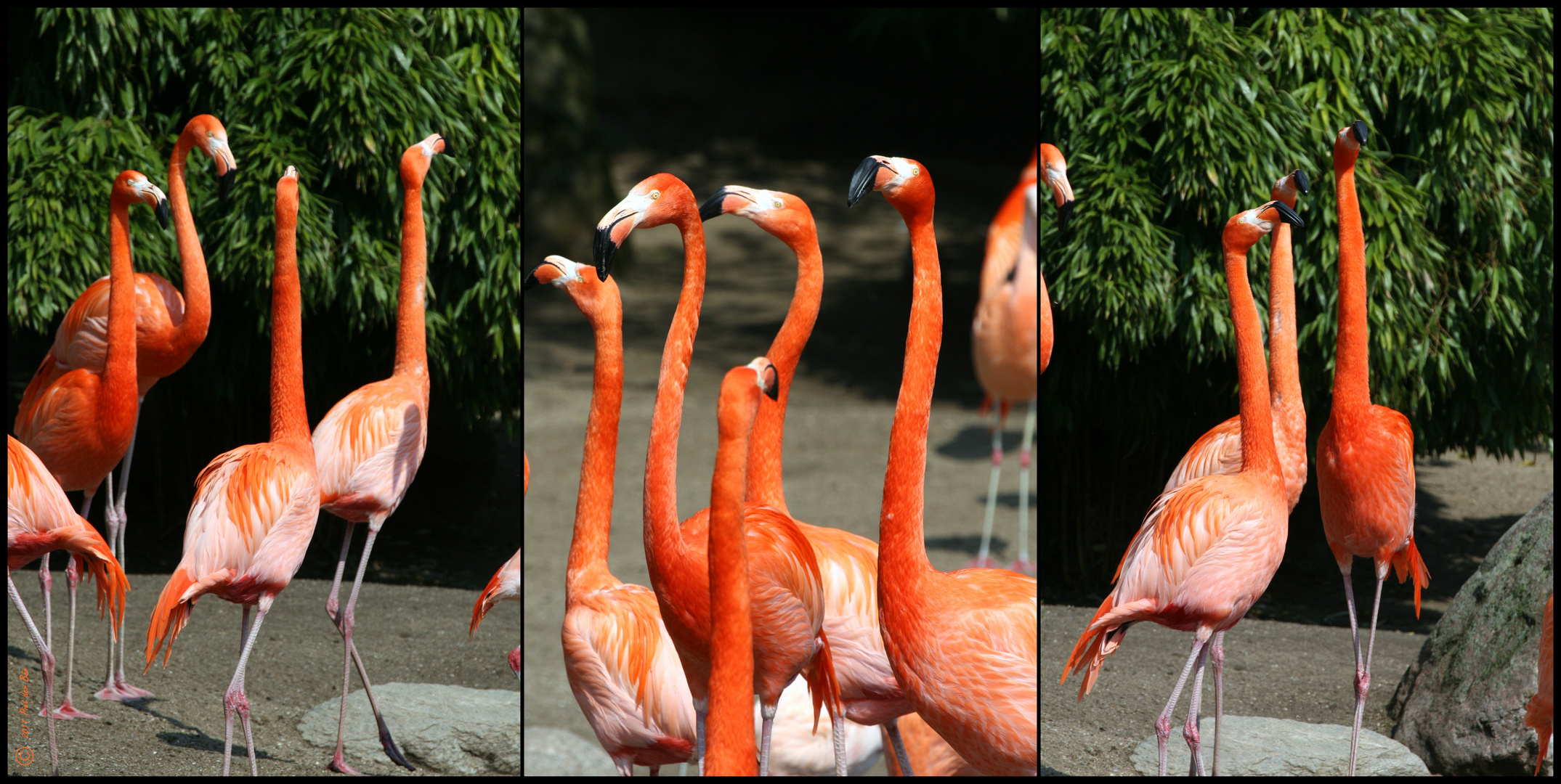 Flamingos in concert