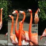 Flamingos in concert