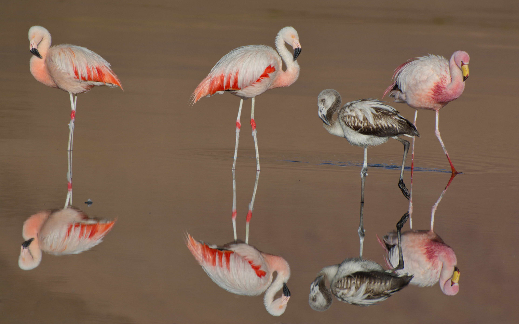 Flamingos in de Laguna Capina