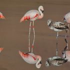 Flamingos in de Laguna Capina