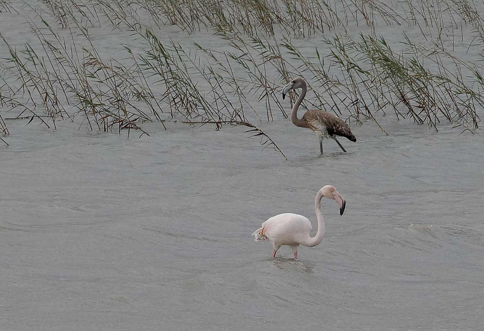 Flamingos in den Salinas