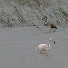 Flamingos in den Salinas