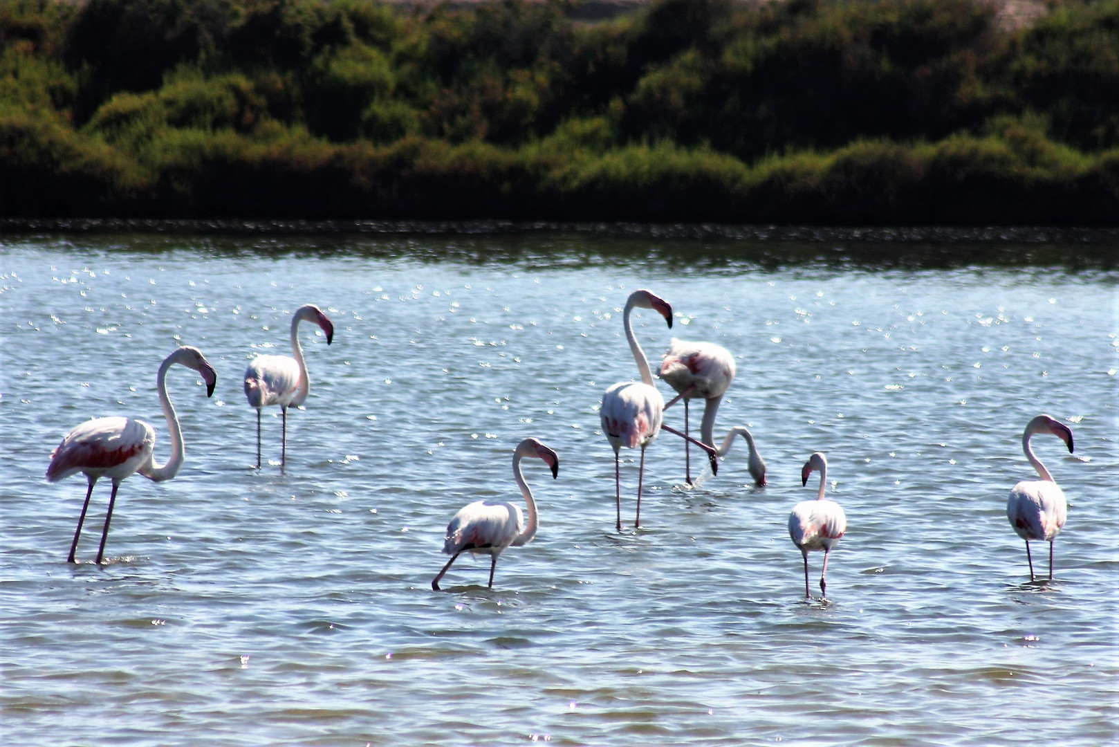 Flamingos in den Salinenbecken  am Cap Falko ( Ibiza)