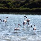 Flamingos in den Salinenbecken  am Cap Falko ( Ibiza)