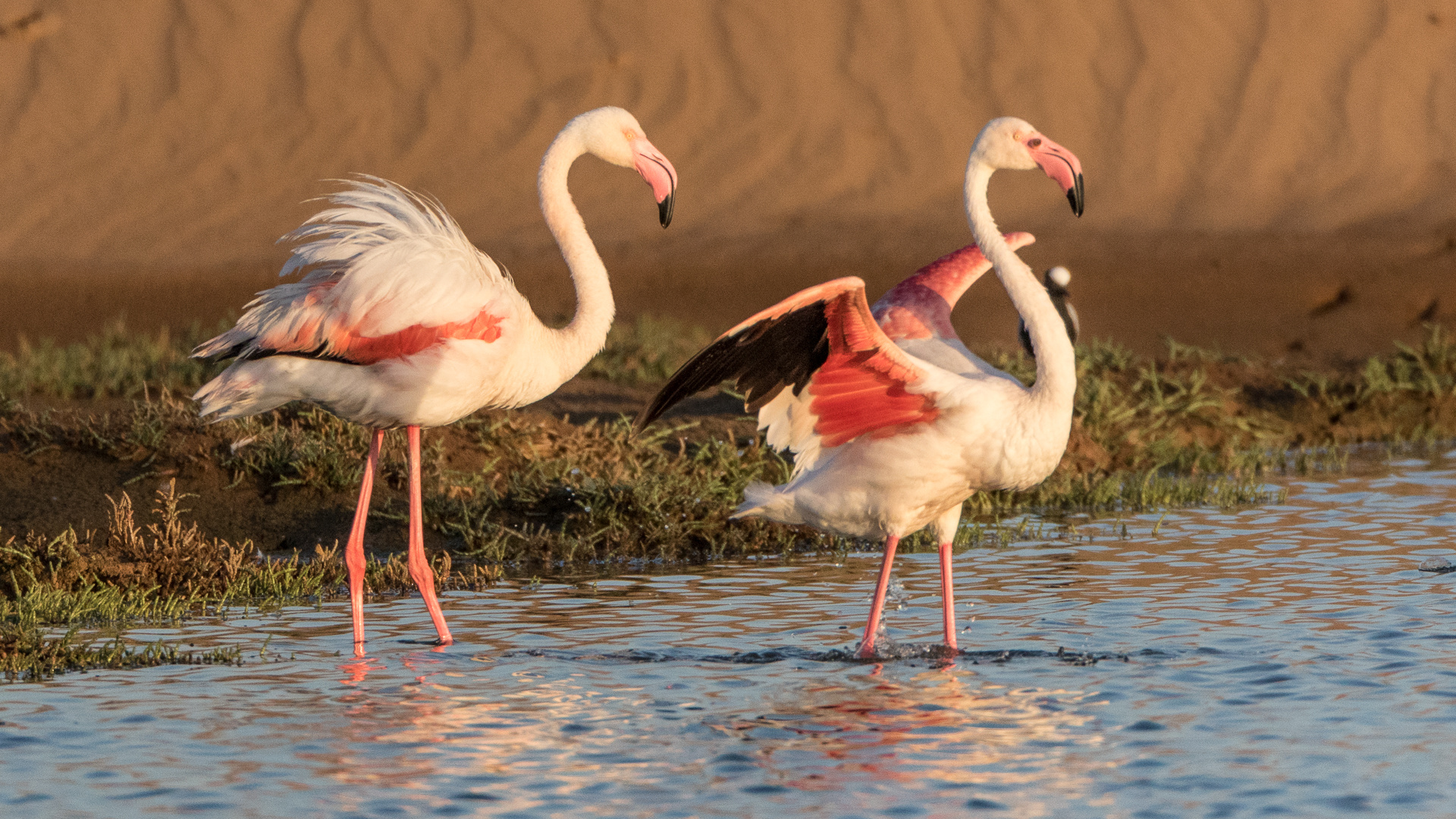 Flamingos in der Abendsonne