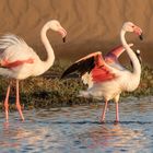 Flamingos in der Abendsonne
