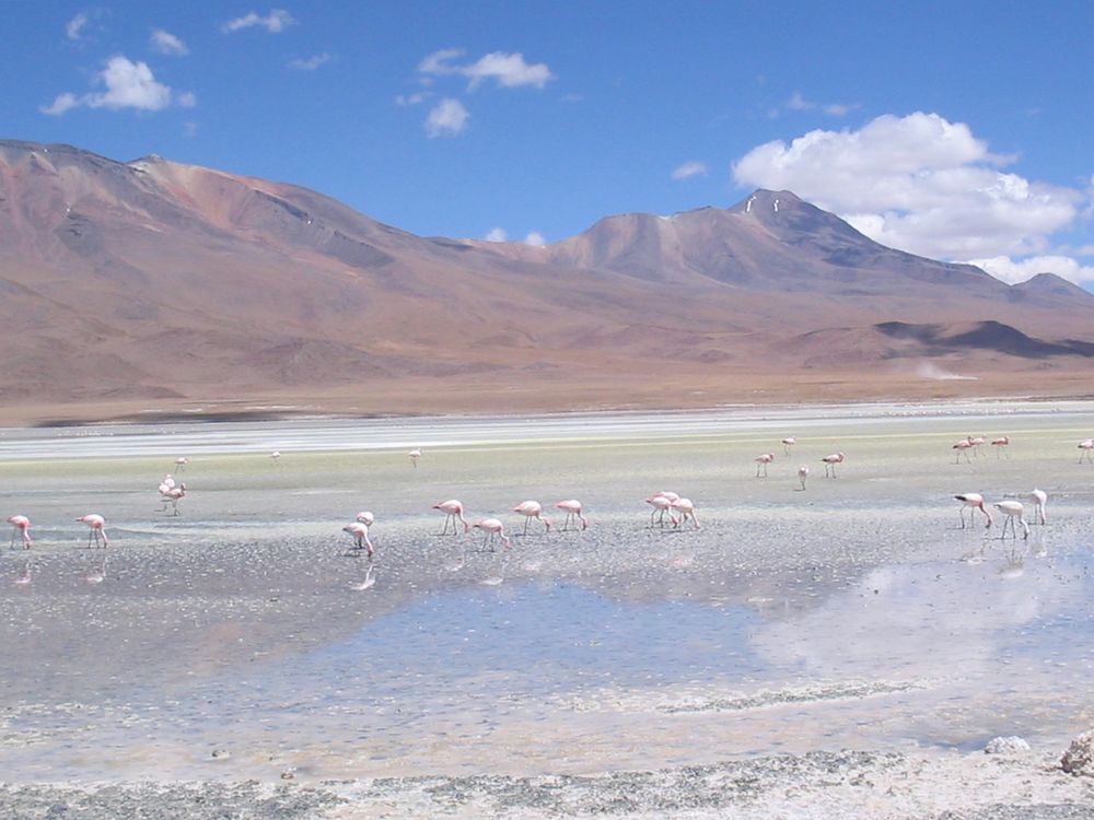 Flamingos in der Atacama