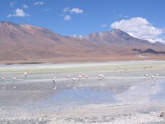 Flamingos in der Atacama