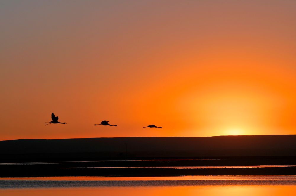 Flamingos in der Atacama Wüste