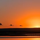 Flamingos in der Atacama Wüste