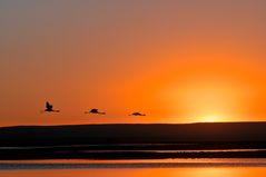 Flamingos in der Atacama Wüste