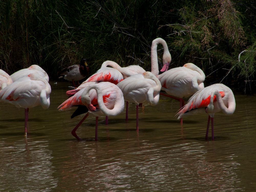 Flamingos in der Camargue