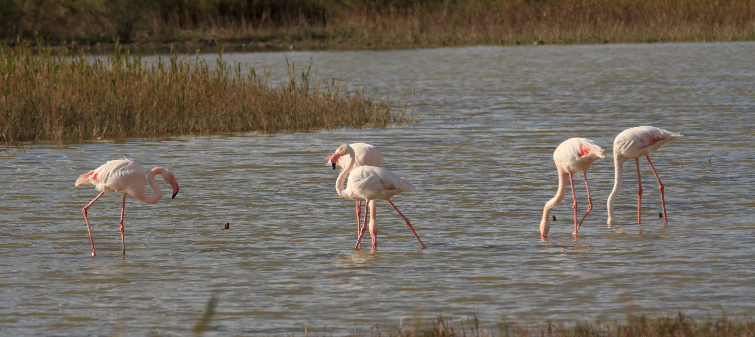 Flamingos in der Camargue