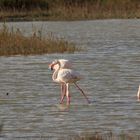 Flamingos in der Camargue