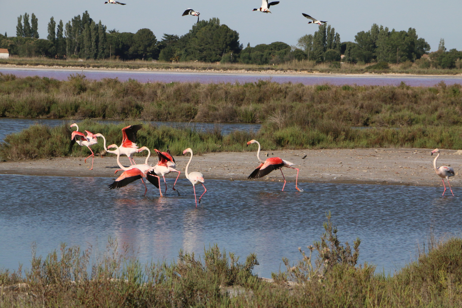 Flamingos in der Camargue