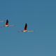 Flamingos in der Camargue