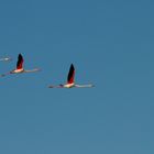 Flamingos in der Camargue